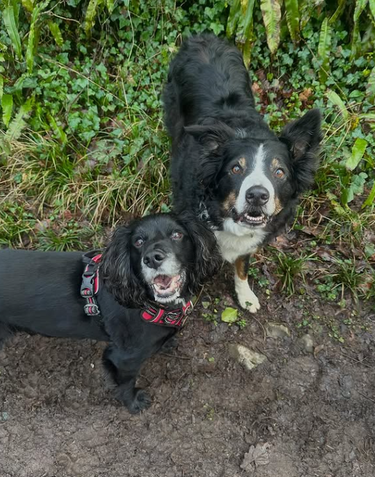 Two dogs looking upwards. One is black and white, the other black. Both have happy expressions, standing outdoors.