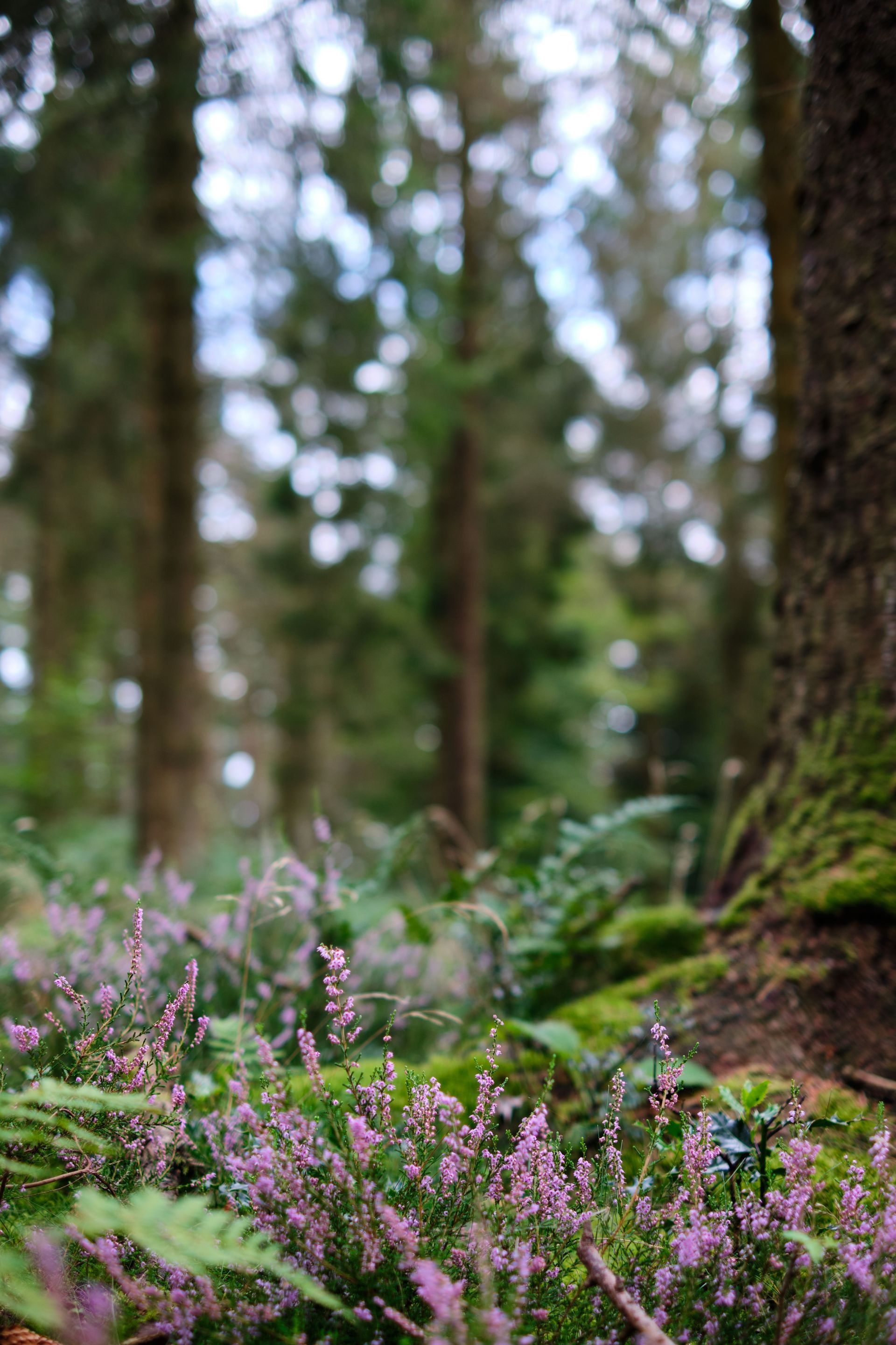 Wildflowers with pink blossoms in a mossy forest, with tall trees blurred in the background