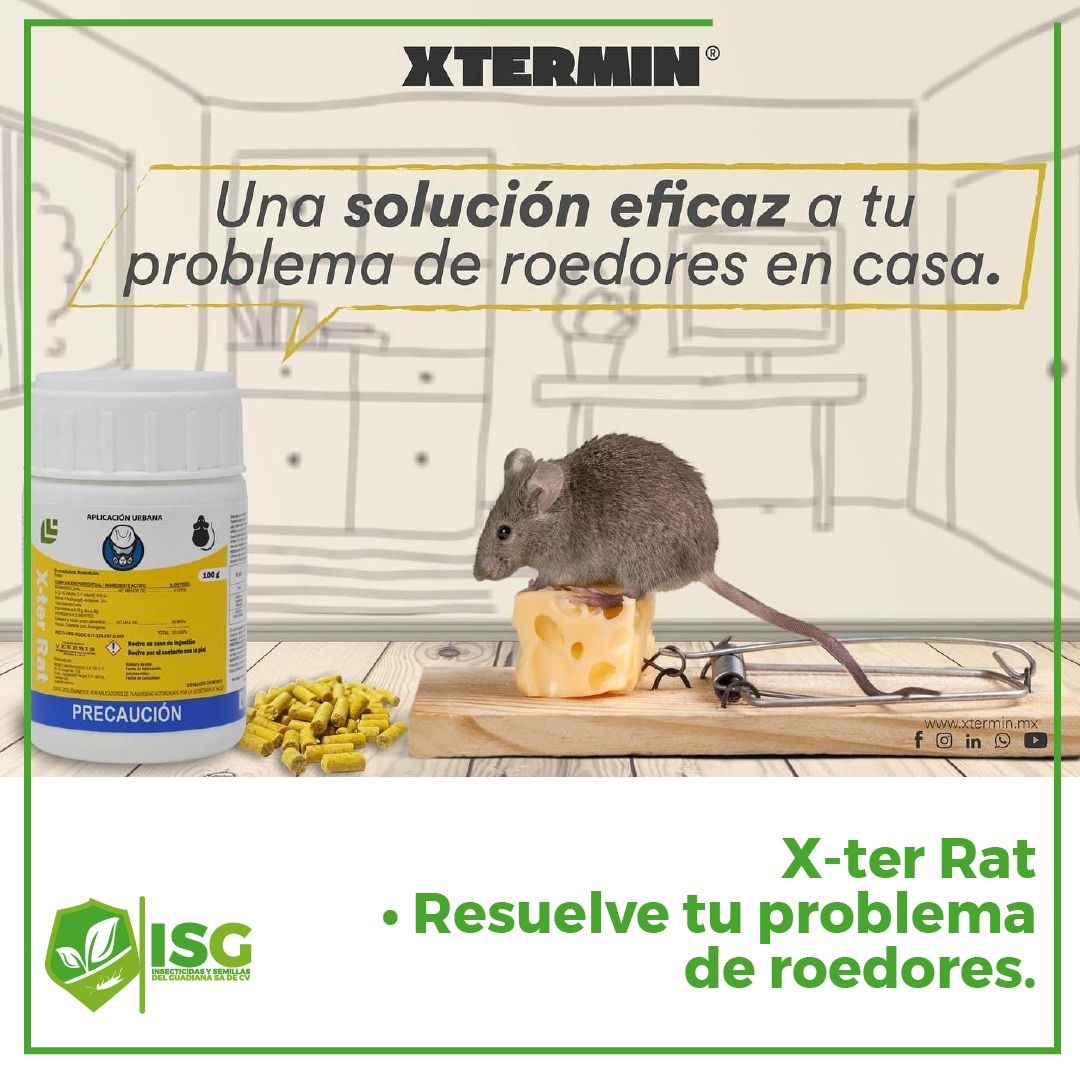 Un ratón está sentado sobre un trozo de queso en una ratonera