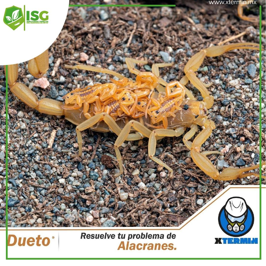 Un primer plano de un escorpión tirado en el suelo.
