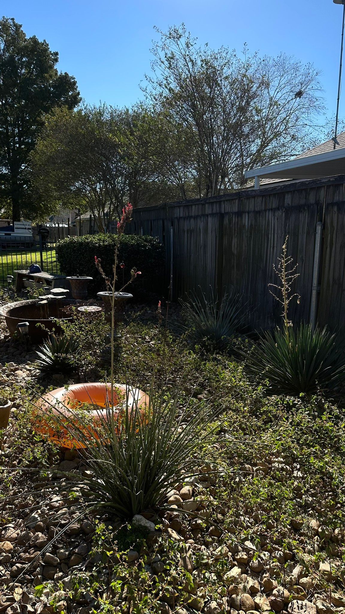 Sunny backyard garden with overgrown plants, a wooden fence, and an orange bucket in the foreground