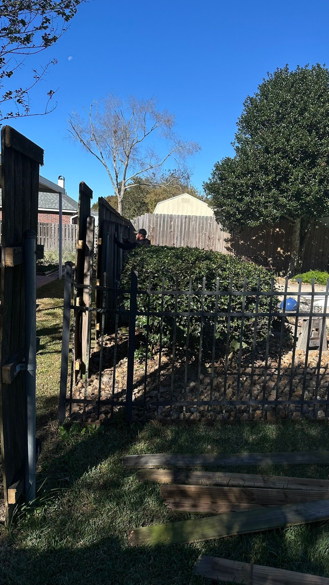 Black metal fence and gate in front of a hedge, with trees and a white building under a clear blue sky.