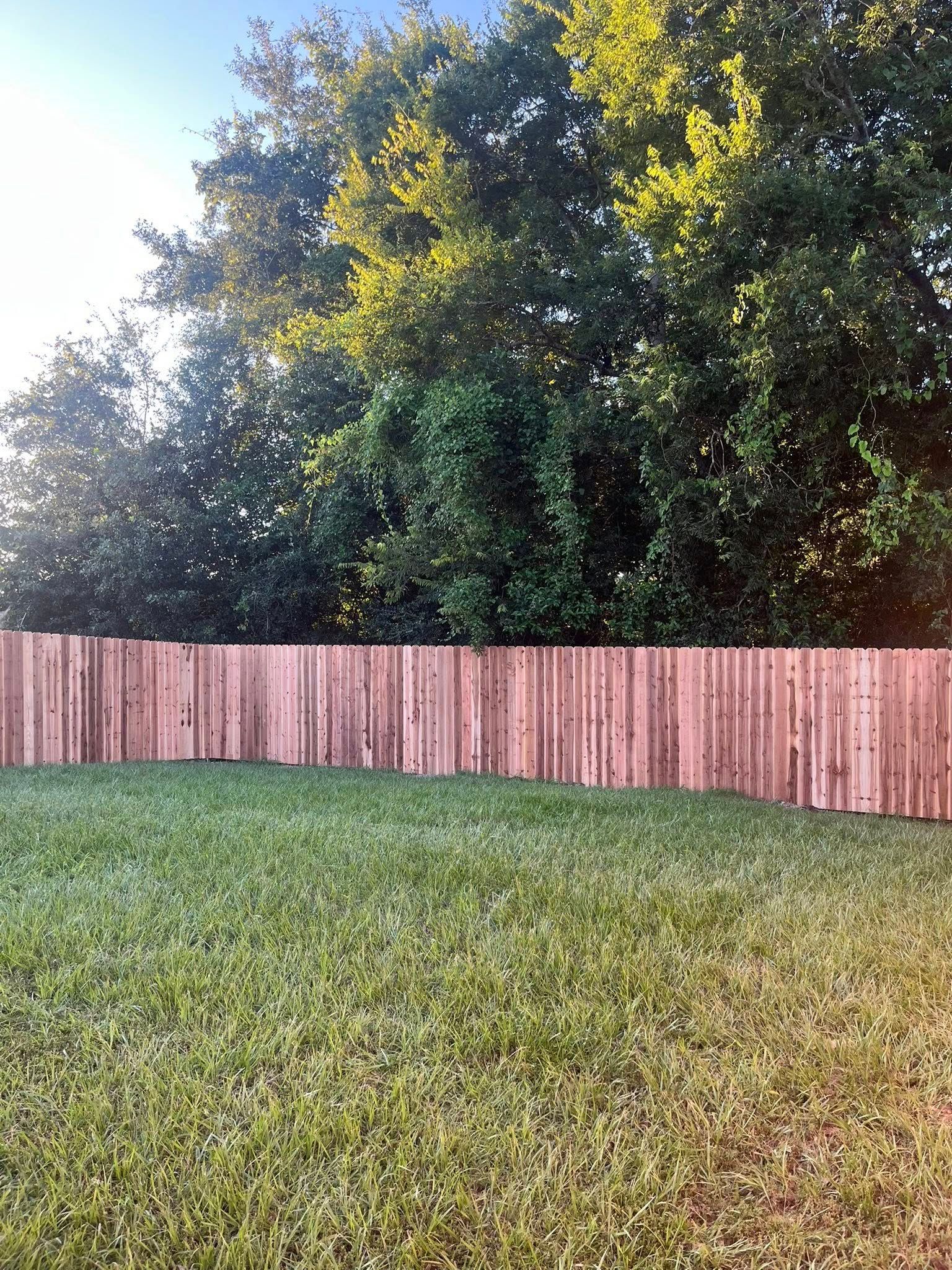 Grassy backyard with a wooden fence and tall trees in bright sunlight
