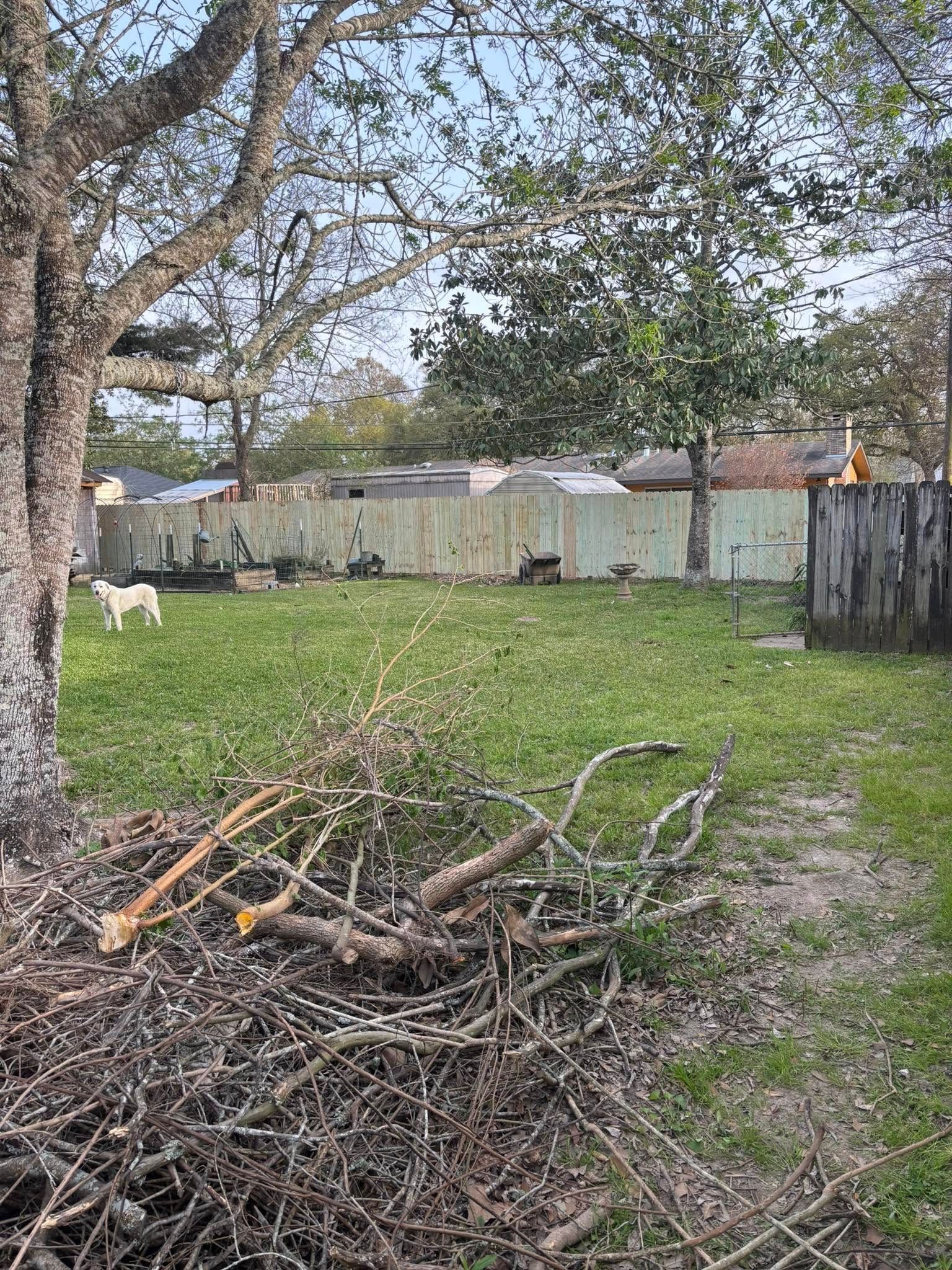 Backyard with grass, a wood pile in front, trees, and a wooden fence under a cloudy sky