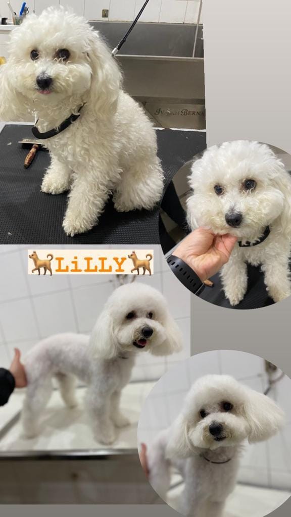 Collage di un cucciolo bianco e soffice in diverse pose, tra cui seduto, mentre cammina e primi piani con una mano.
