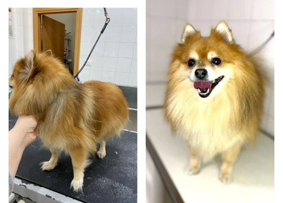Un cagnolino color beige e soffice in un'area di toelettatura, mostrato prima e dopo il bagno: bagnato a sinistra e soffice a destra.