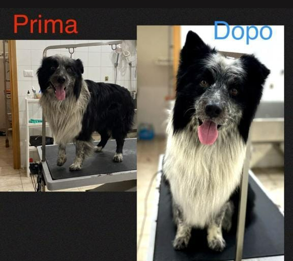 Foto del prima e dopo di un cane bianco e nero su un tavolo da toelettatura, etichettato