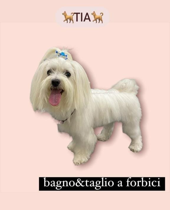Cagnolino bianco con fiocco blu su sfondo rosa, con la scritta “bagno&tglio a forbici” e “TIA”