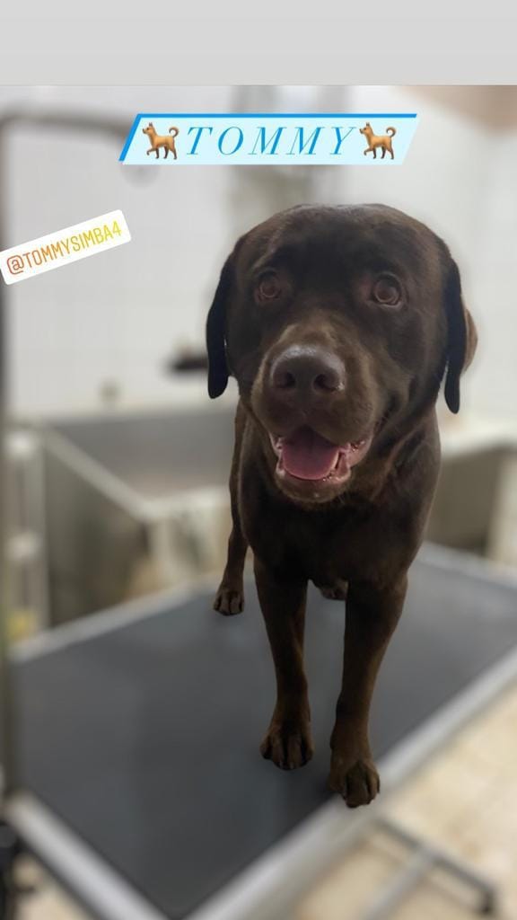Cane marrone in piedi su un tavolo da toelettatura, rivolto verso la telecamera con una targhetta su cui è scritto