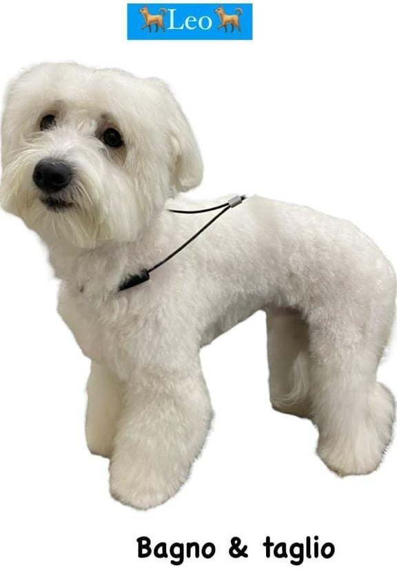 Cane bianco e soffice con guinzaglio nero, con la scritta