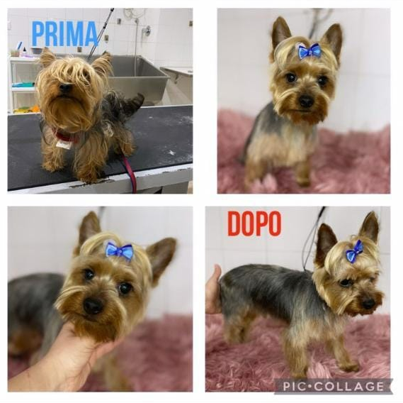 Collage di un Yorkshire terrier prima e dopo la toelettatura, che mostra un fiocco e un pelo più corto e ordinato.