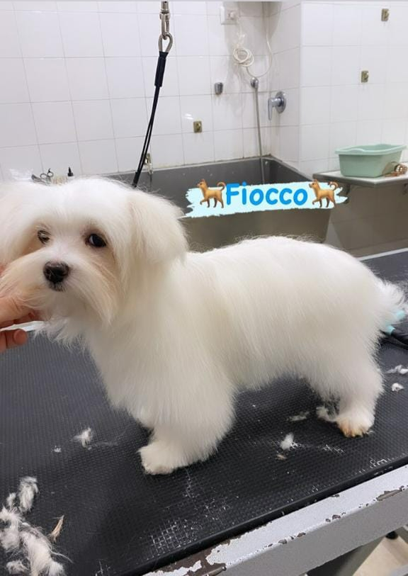 Un cagnolino bianco e soffice in piedi su un tavolo da toelettatura in un salone per animali.