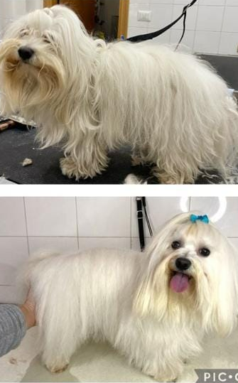 Due soffici cagnolini bianchi sui tavoli da toelettatura, una vista laterale e una vista frontale con la lingua di fuori.