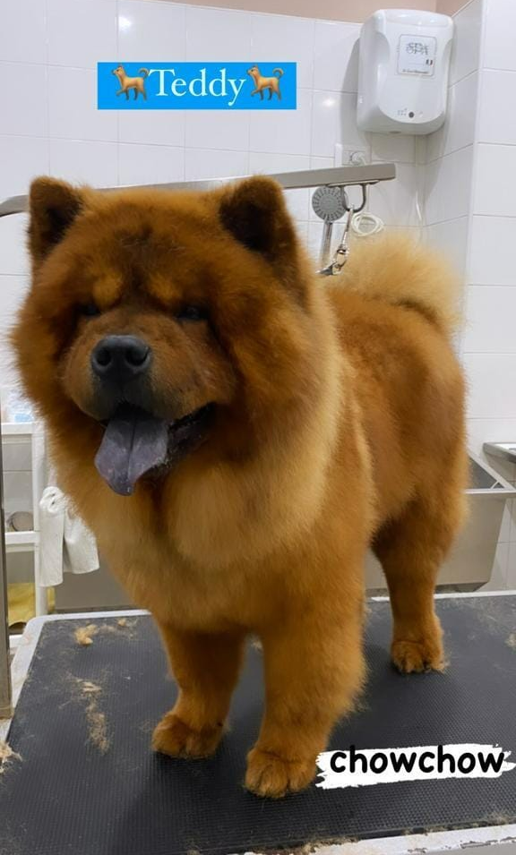 Un soffice chow chow marrone in piedi su un tavolo da toelettatura, con la lingua di fuori e un cartello blu con la scritta