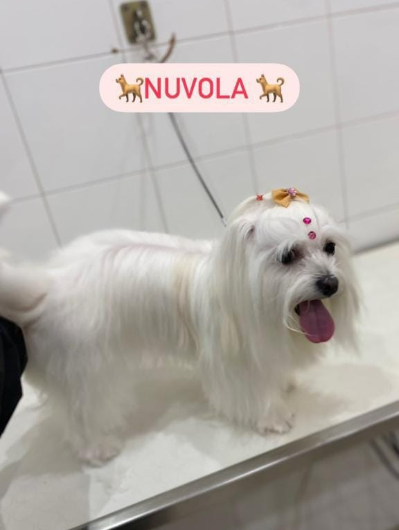 Cane bianco a pelo lungo con un fiocco sulla testa in piedi in un lavandino piastrellato per la toelettatura, con la lingua di fuori