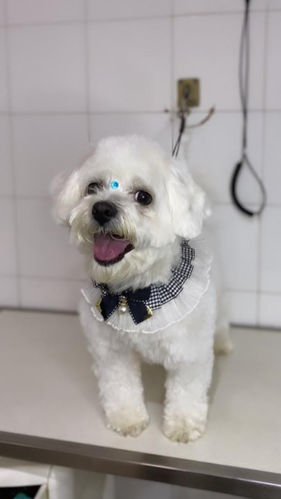 Un cagnolino bianco e soffice con un papillon, in piedi su un tavolo da toelettatura e ansimante in una stanza piastrellata.