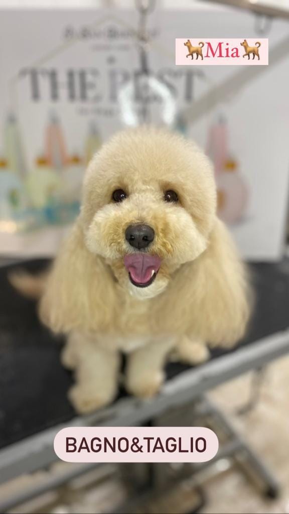 Un barboncino color crema dal pelo folto è seduto su un tavolo da toelettatura, rivolto in avanti con la bocca aperta e la lingua di fuori.