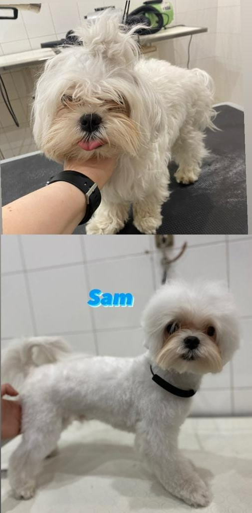 Due foto di un piccolo cane bianco e soffice, uno in piedi in casa e uno toelettato con un'etichetta blu con scritto