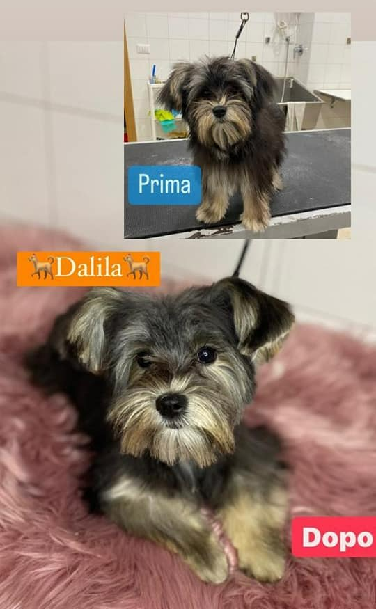 Due foto di cani, etichettate