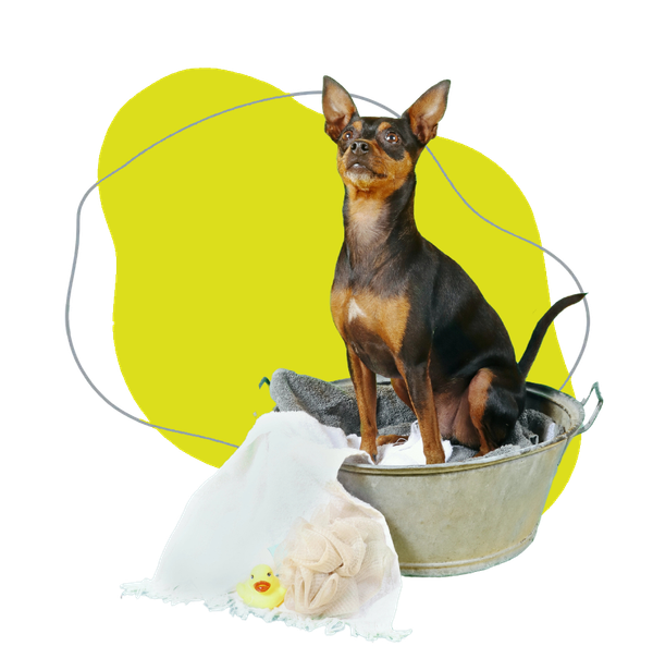 Un cagnolino seduto in un secchio di metallo accanto a un peluche e a un panno bianco, su uno sfondo giallo brillante.