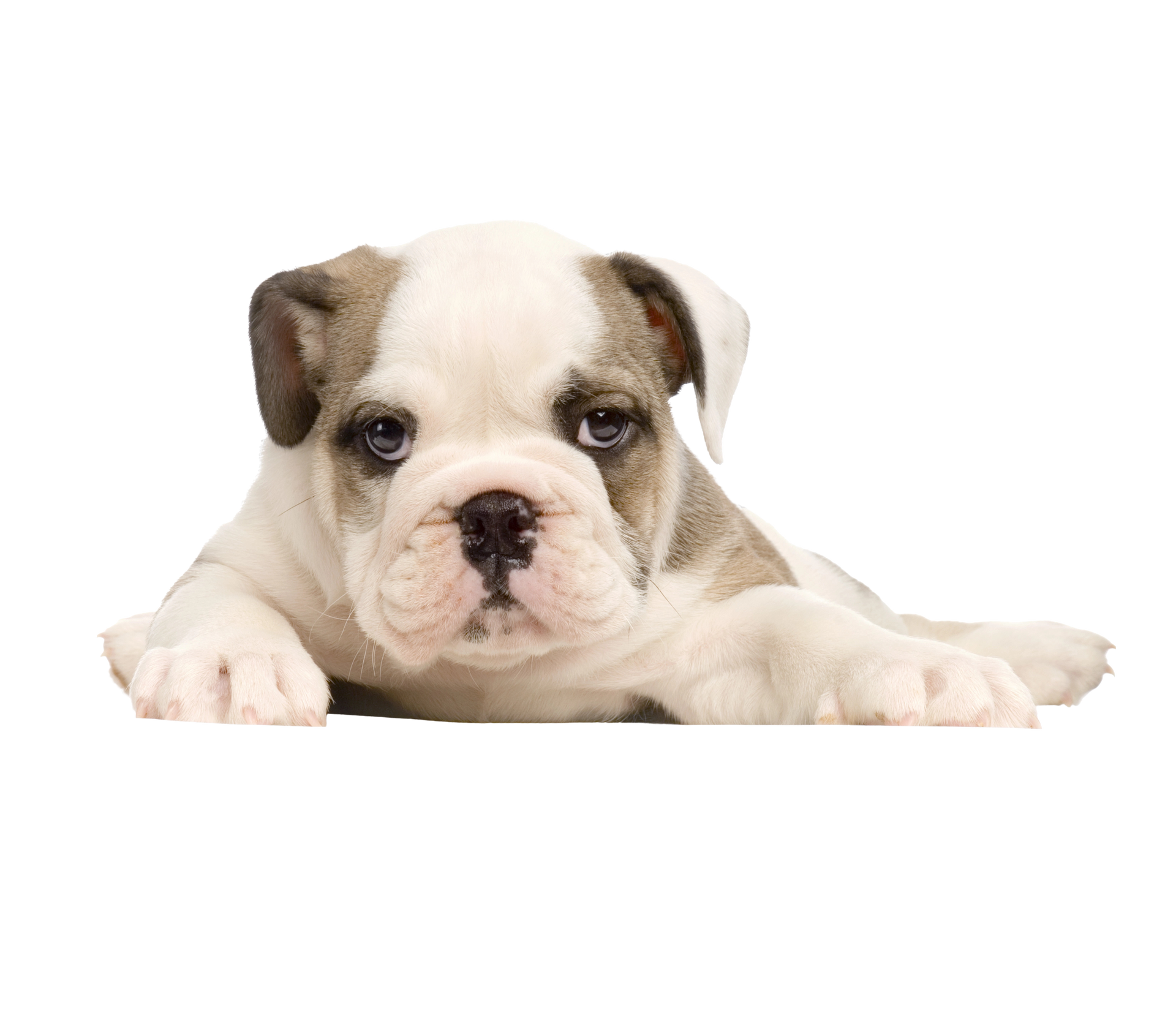 Cucciolo di bulldog bianco e marrone sdraiato e con lo sguardo rivolto in avanti su sfondo bianco.