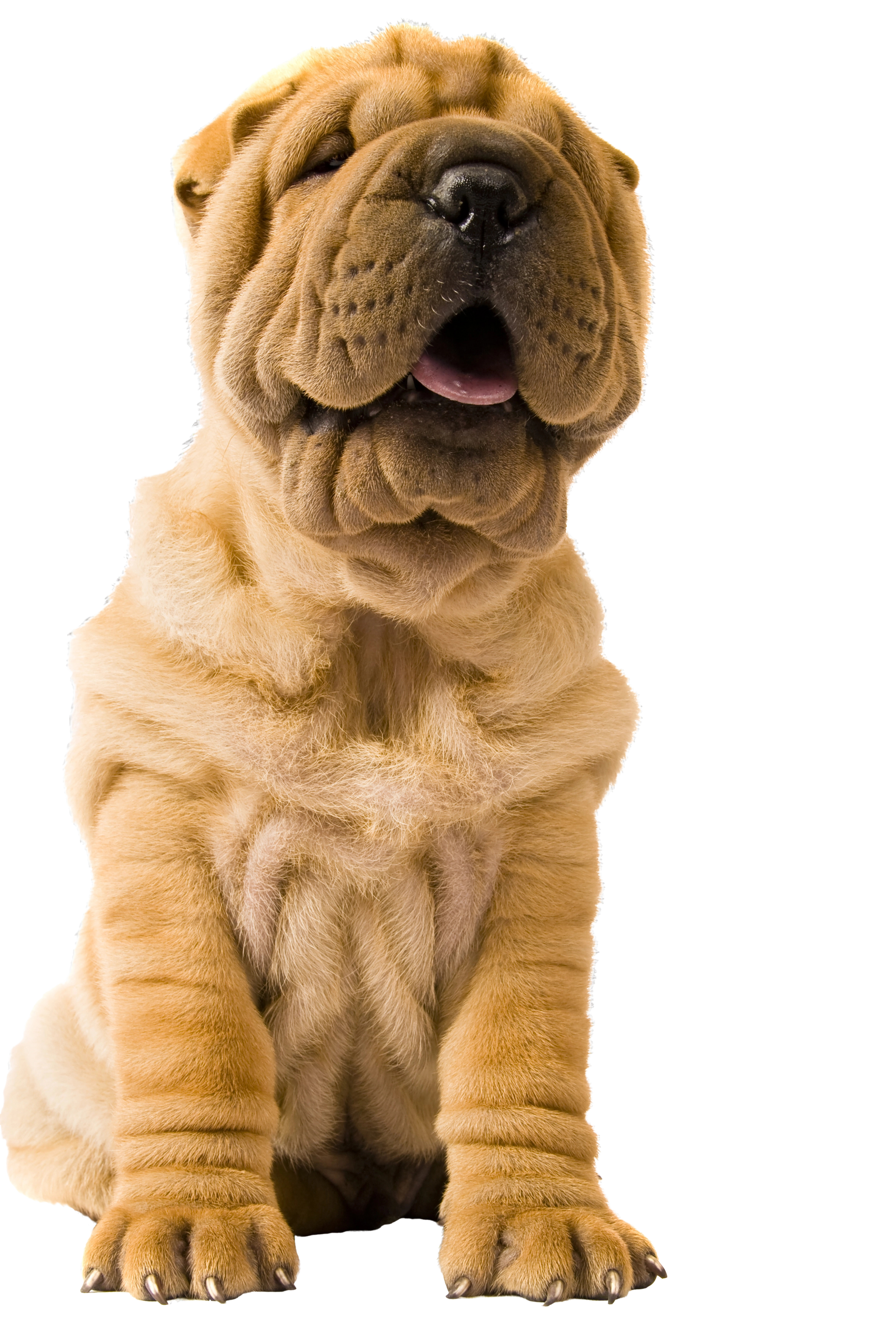 Cucciolo di Shar Pei color cuoio seduto su sfondo bianco, con pelle rugosa e piccola bocca aperta.