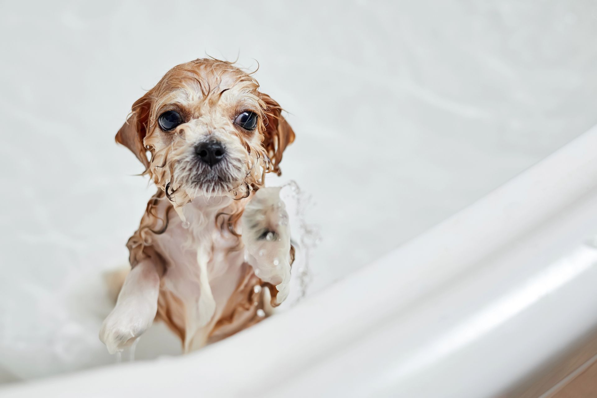 Bagno completo di shampoo + balsamo