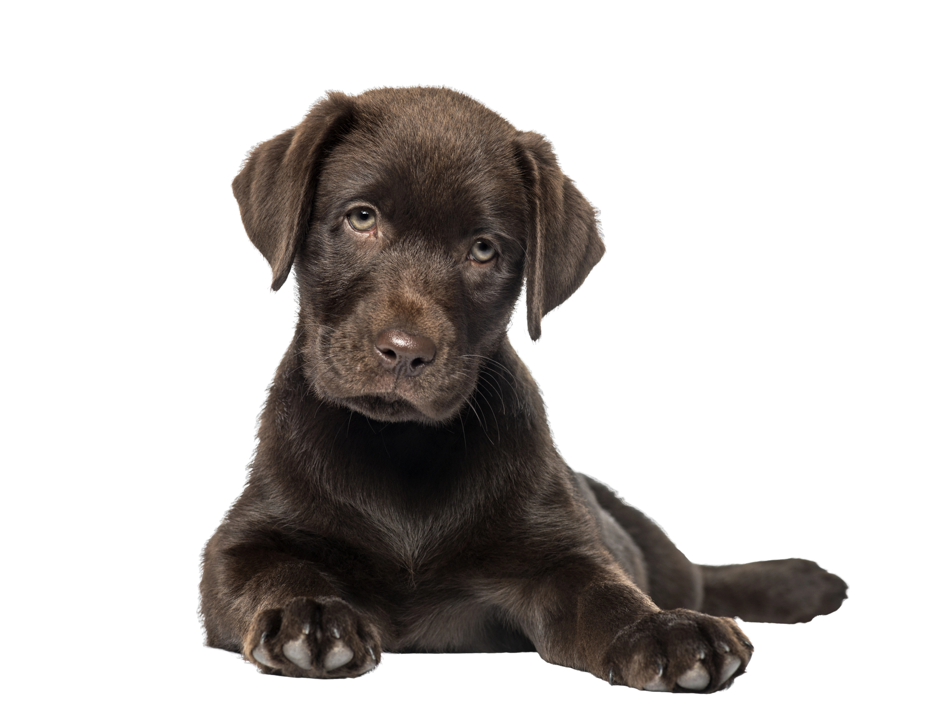 Cucciolo di Labrador color cioccolato sdraiato su uno sfondo bianco, con lo sguardo rivolto in avanti.