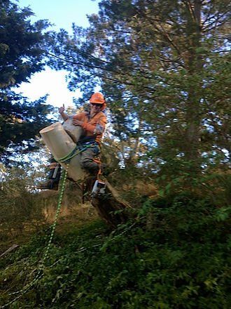 Taking Down the Tree — Cooma, NSW — Snowy Mountain Tree Services