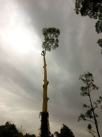 Peeled Tree — Cooma, NSW — Snowy Mountain Tree Services