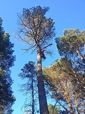 Man Cutting a Tree — Cooma, NSW — Snowy Mountain Tree Services