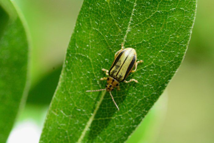 Elm Beetle Control — Cooma, NSW — Snowy Mountain Tree Services