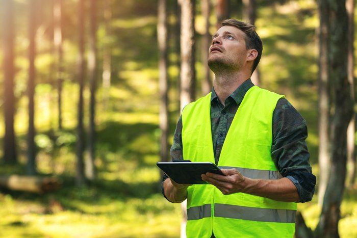 Tree Assessment — Cooma, NSW — Snowy Mountain Tree Services