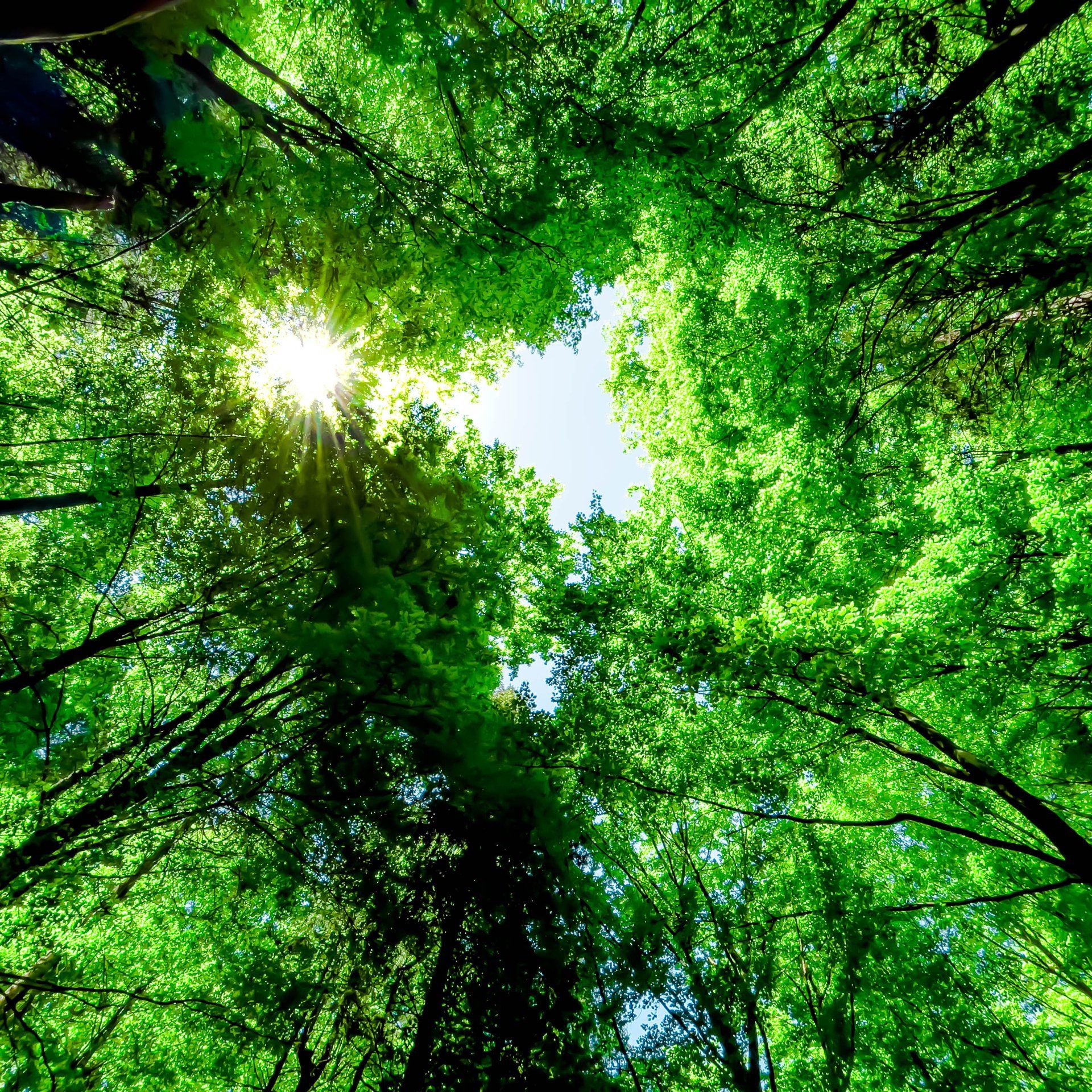 Commercial Tree Service — Cooma, NSW — Snowy Mountain Tree Services