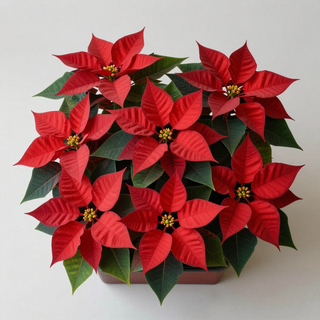 Red poinsettia plant in a pot with green leaves and yellow centers