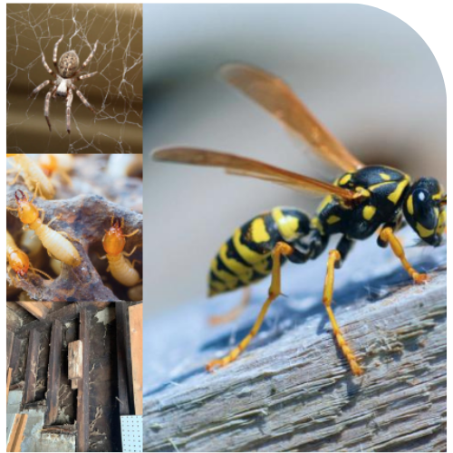 Get pest control services in Los Angeles with Armando's Termite & Pest Control