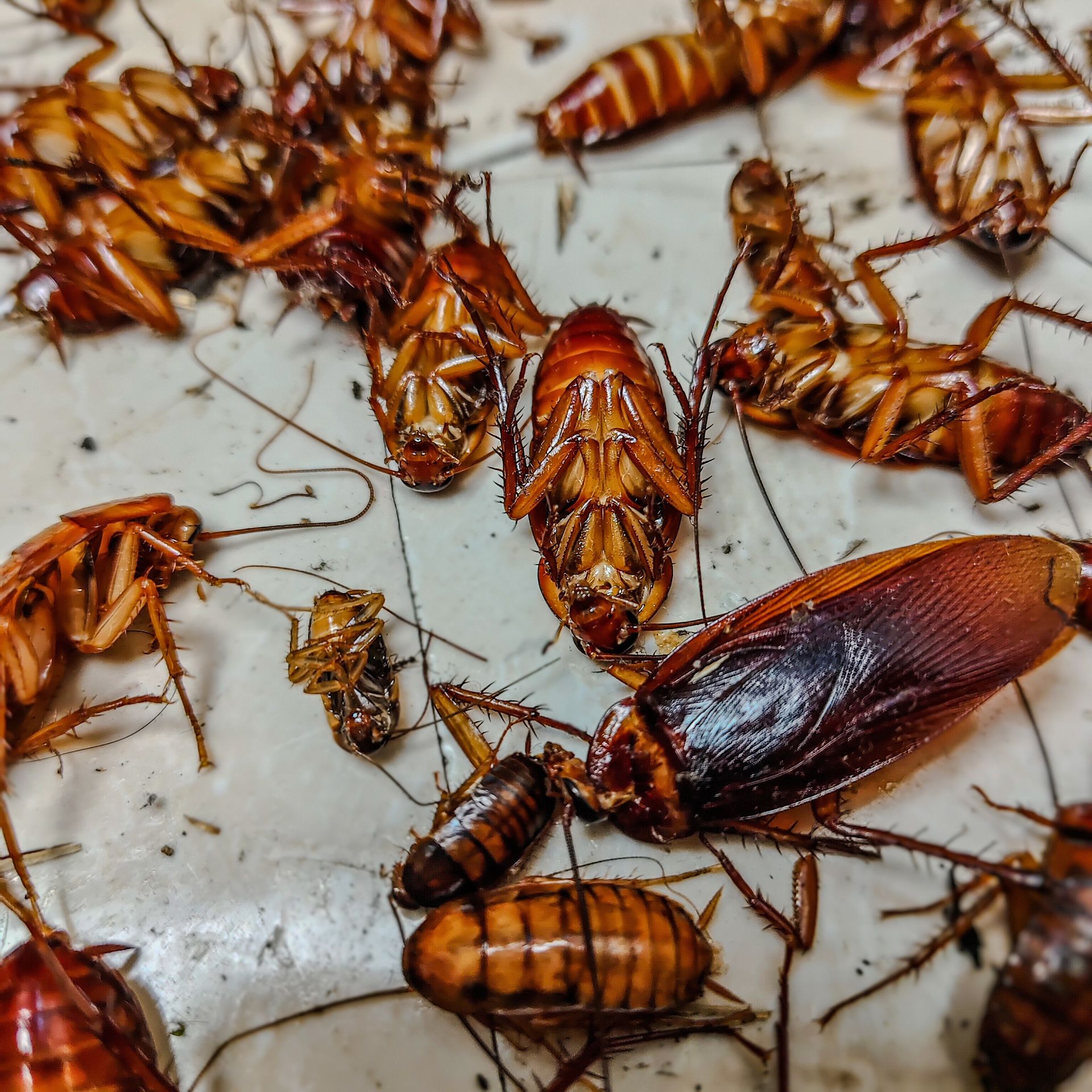 Get roach control services in Los Angeles with Armando's Termite & Pest Control