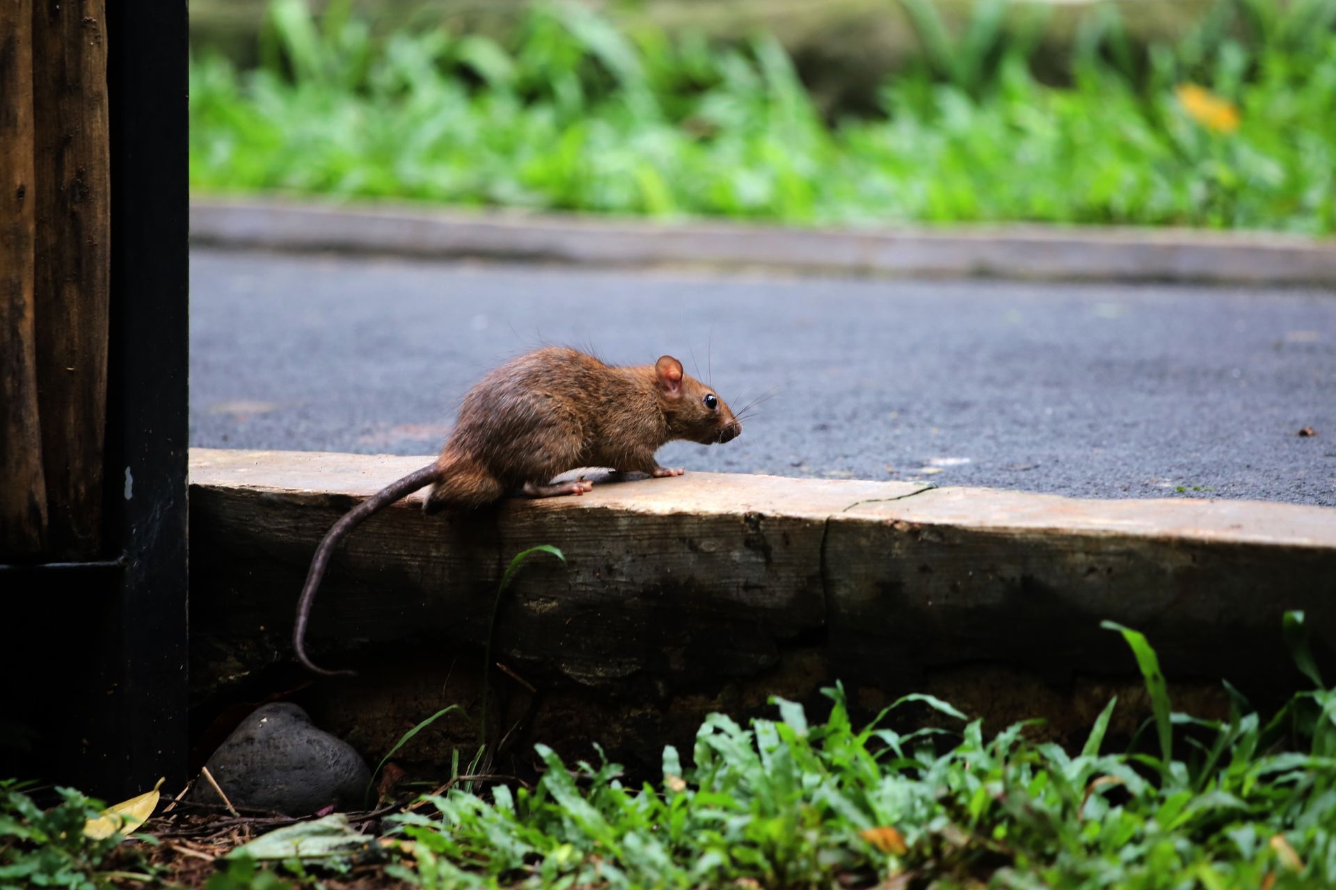 Get rodent exclusion in Los Angeles with Armando's Termite & Pest Control