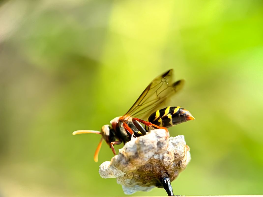Get pest control services in Los Angeles with Armando's Termite & Pest Control
