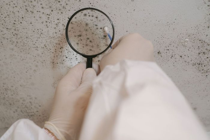 Person in protective suit examining mold with magnifying glass on a wall.