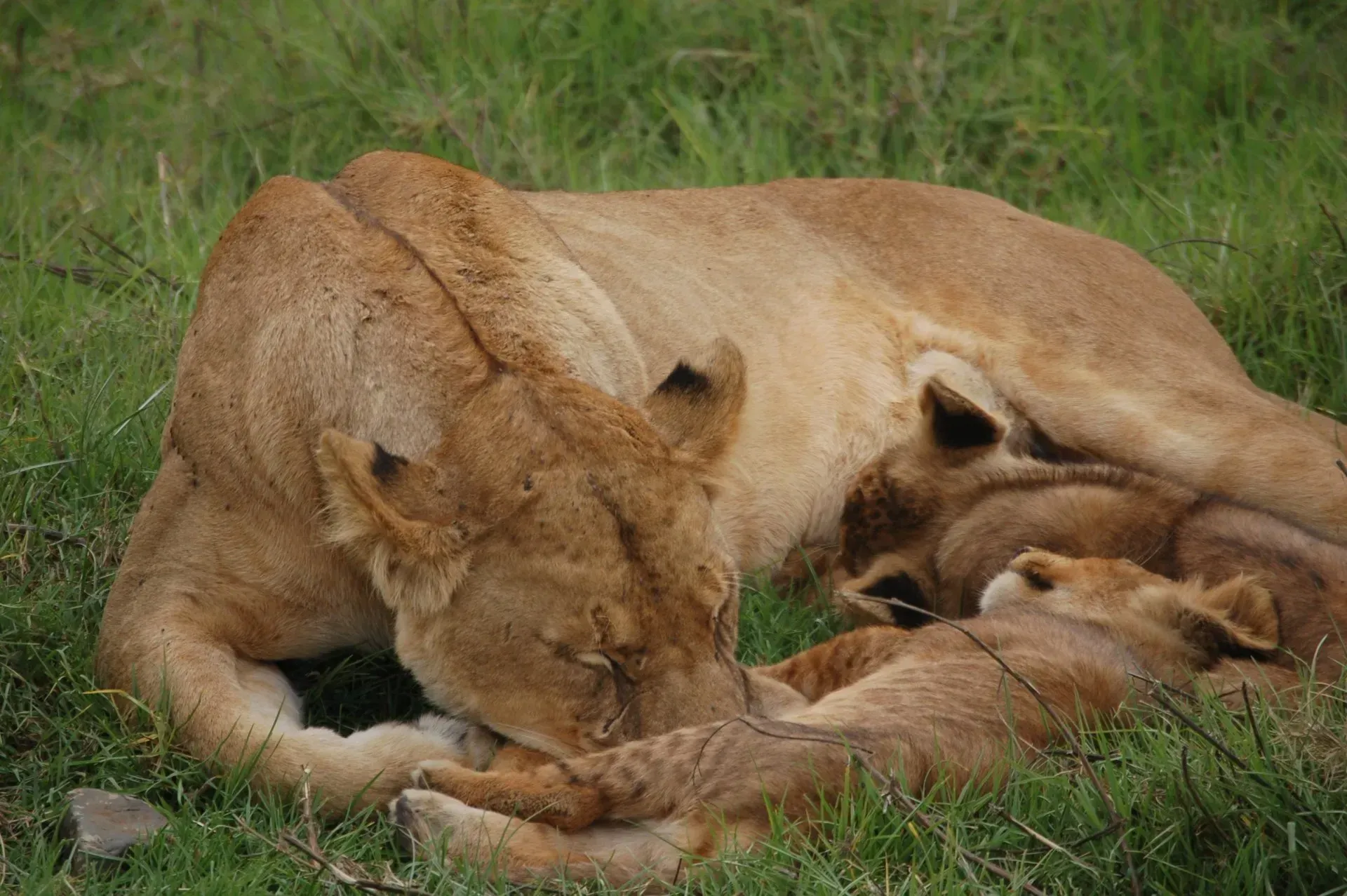 Debbie Nuttall Photographer | a lioness and her cub are laying in the grass