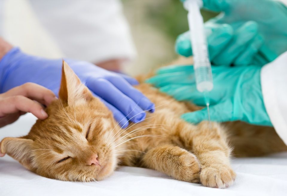 microchipping