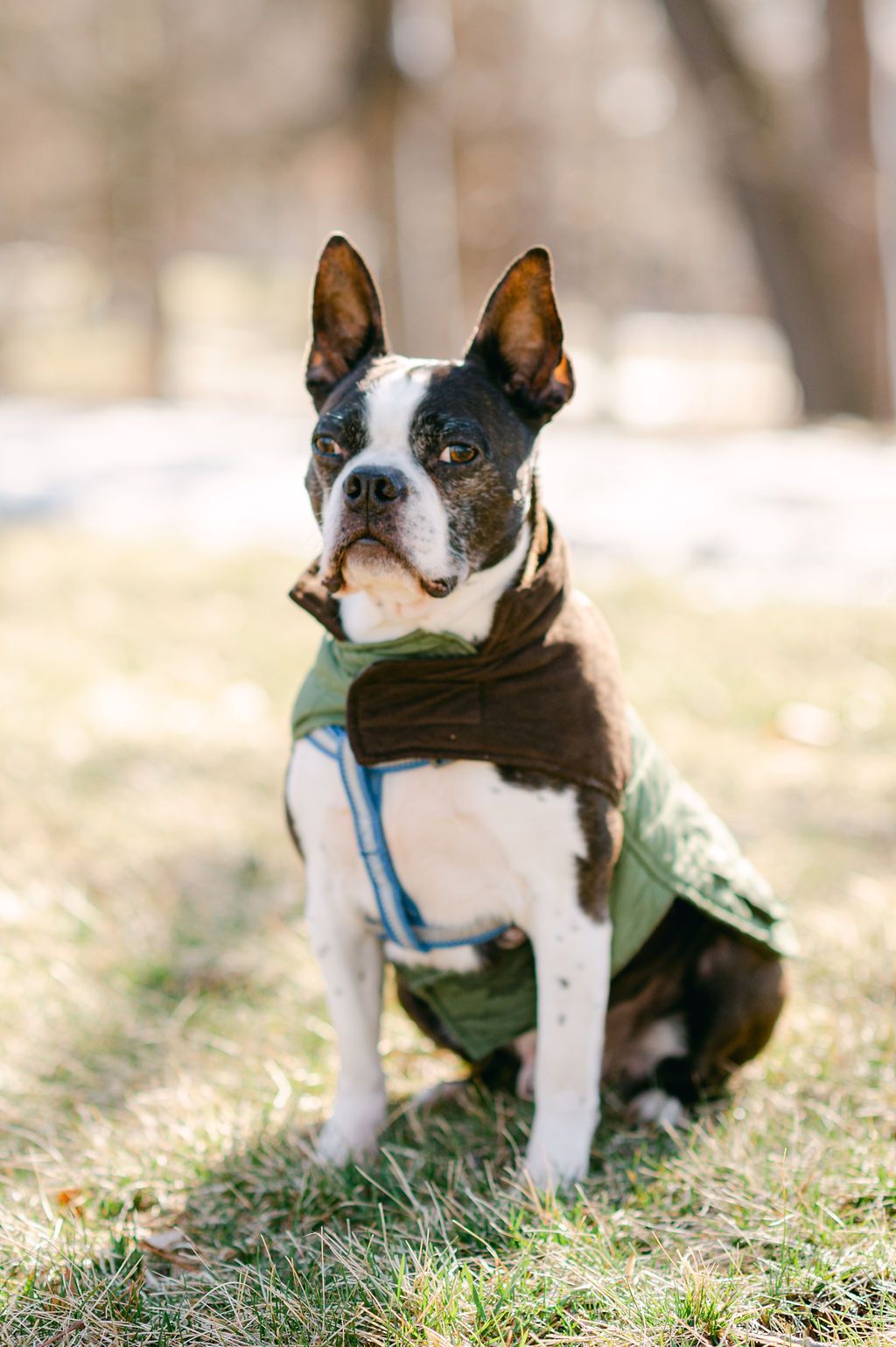 Small black-and-white dog wearing a green coat and brown scarf, sitting on grass outdoors.