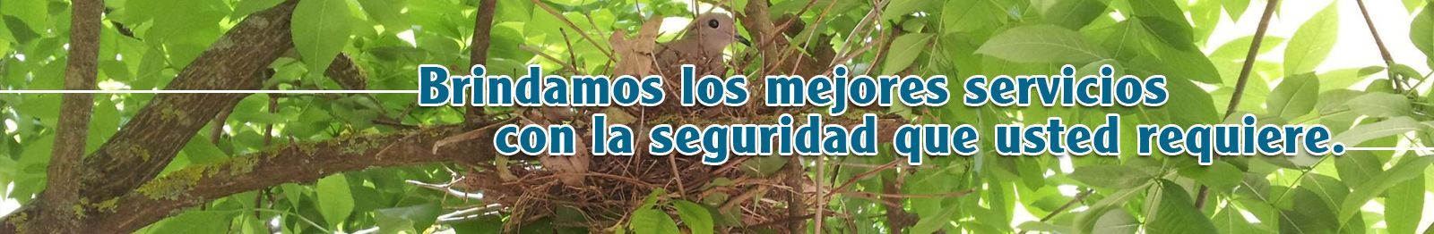 A blurred image of a tree with the words brindamos los mejores servidos