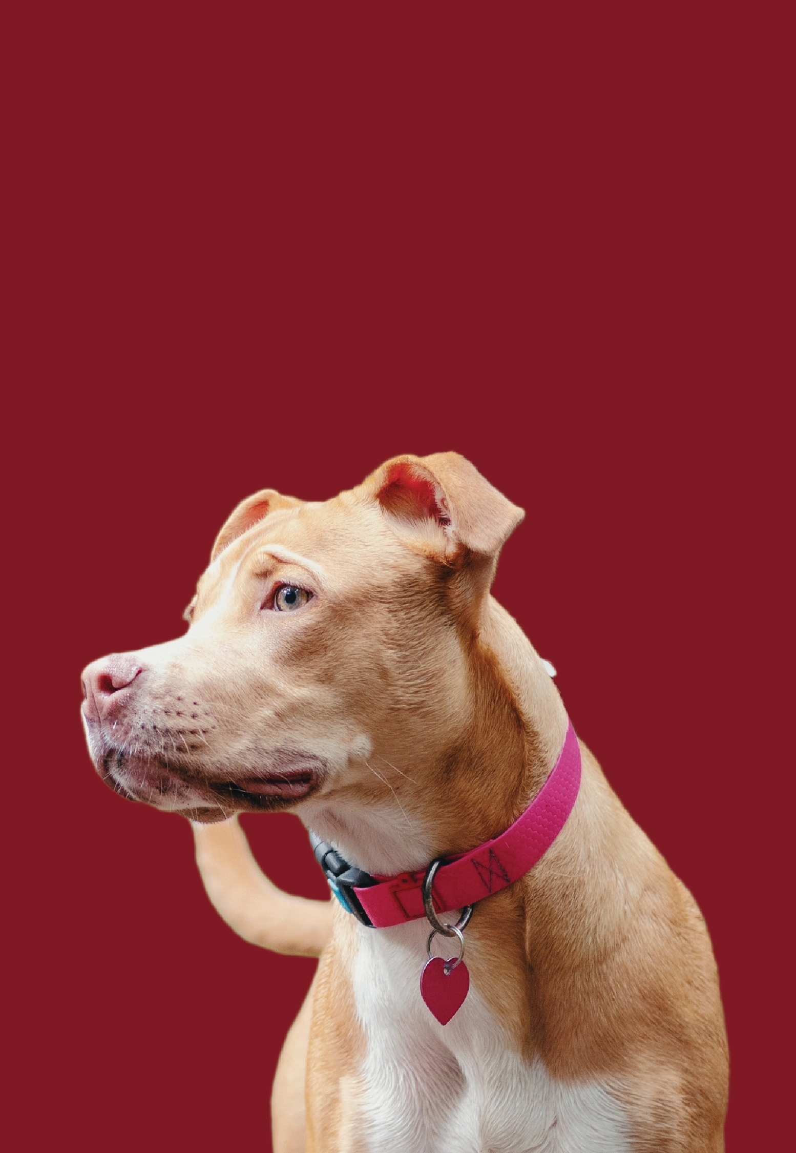 dog-training-in-pittsburgh-pa-leadership-based-training