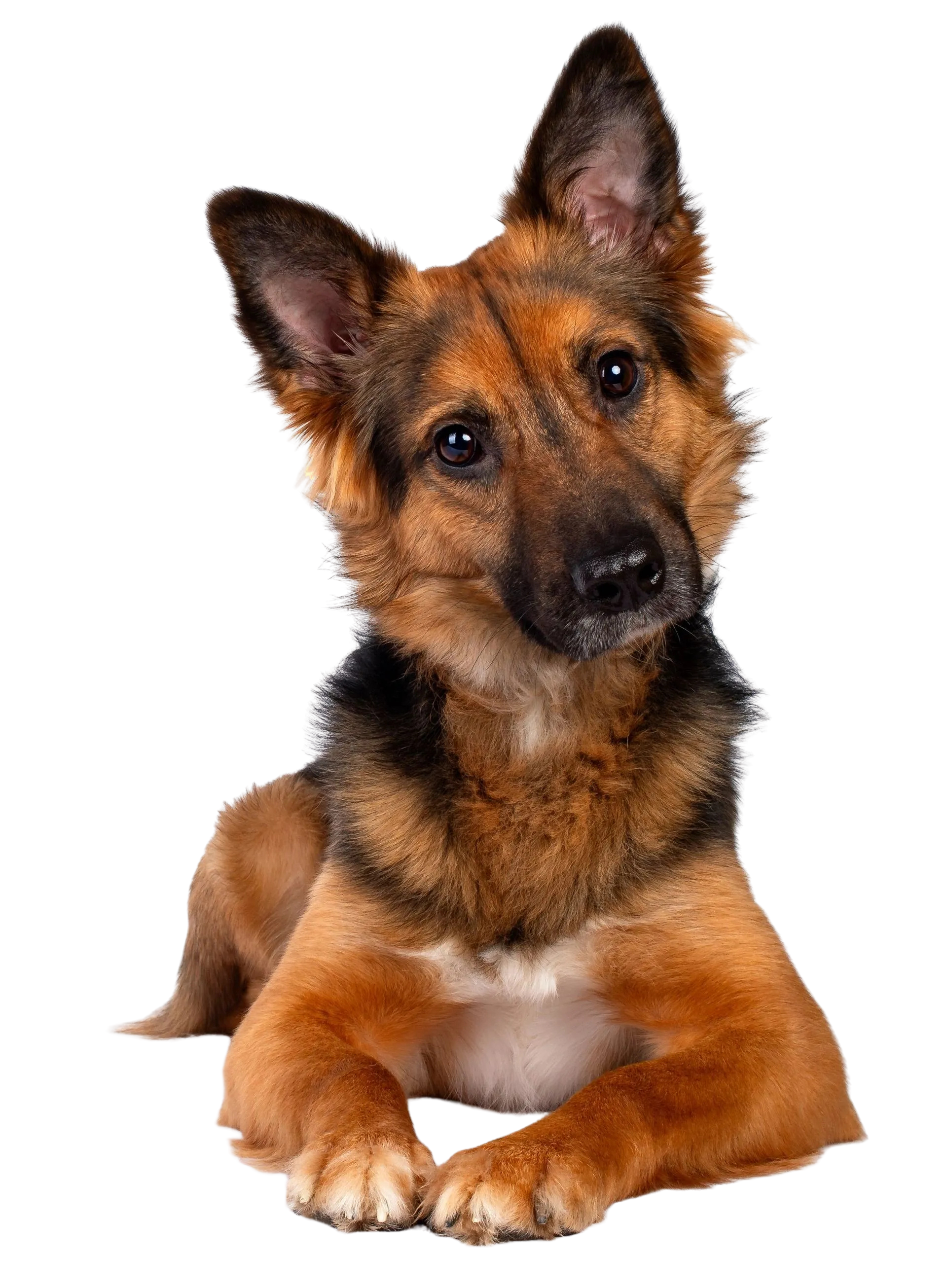 Brown and black dog with upright ears lying down, looking at the camera
