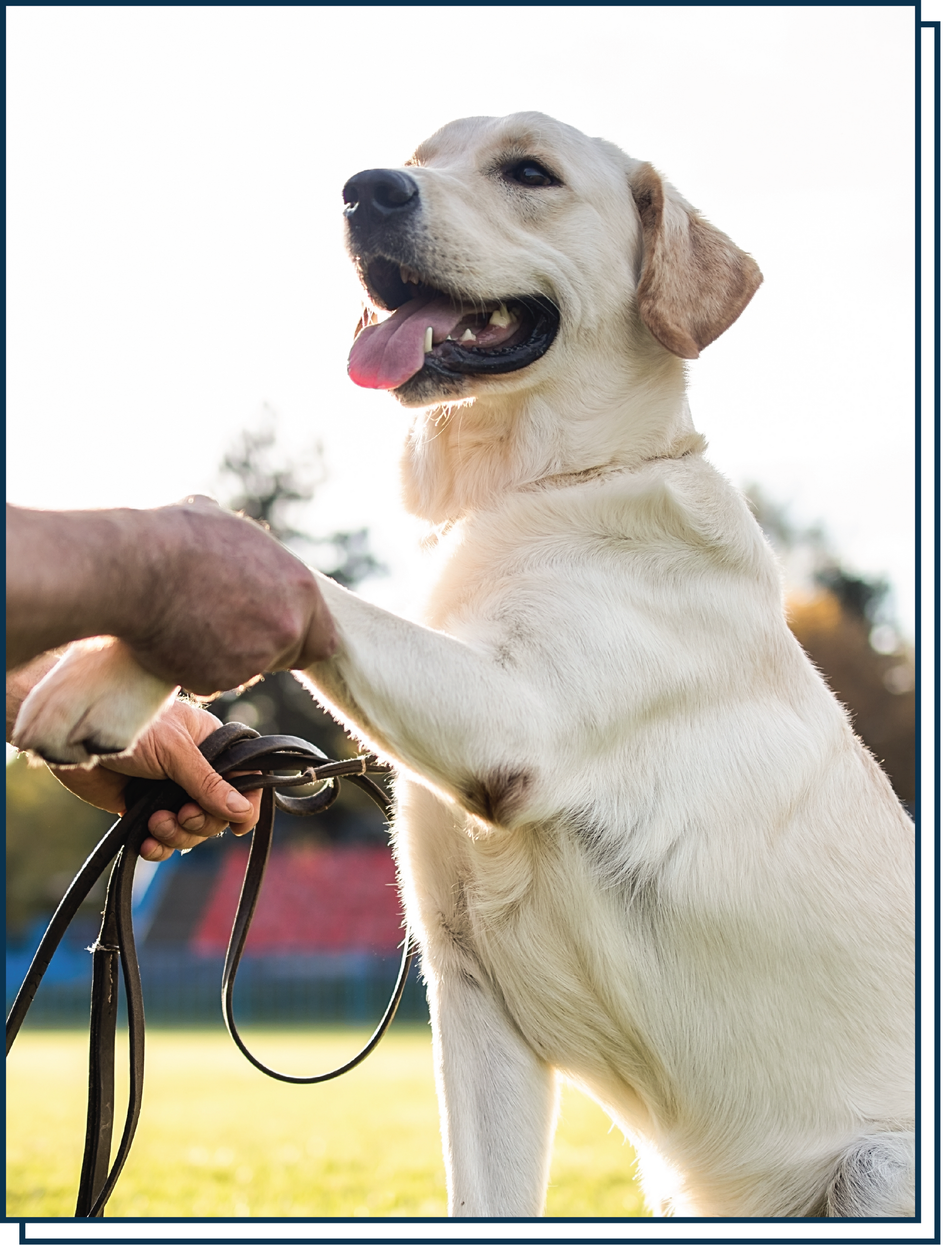 Yellow Labrador standing on hind legs, panting while holding a leash near a person’s hand outdoors.