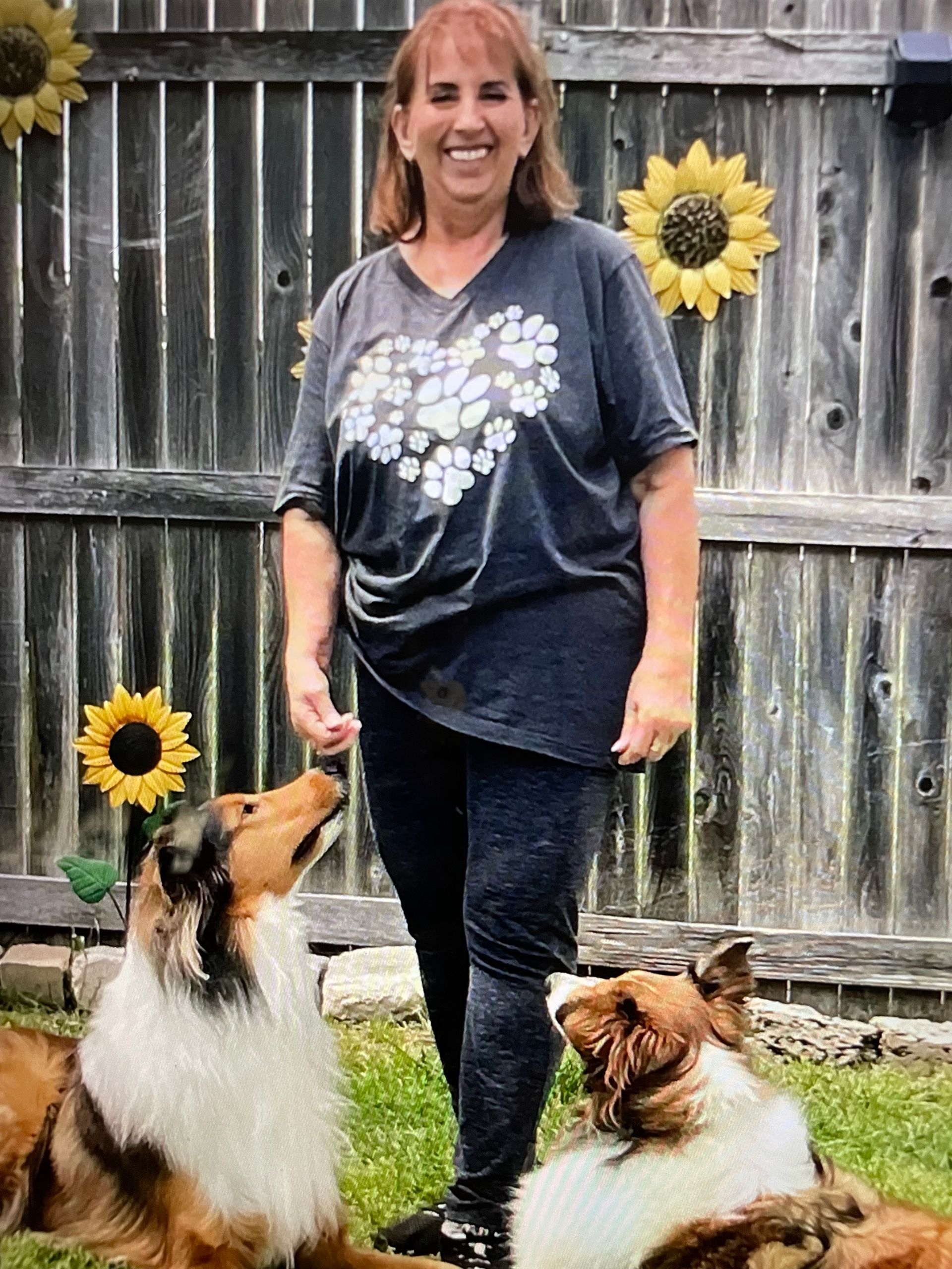 Woman standing with two collies in a backyard, with sunflowers on a wooden fence.
