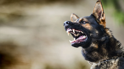 Alert German shepherd barking outdoors, mouth open and ears up against a blurred background