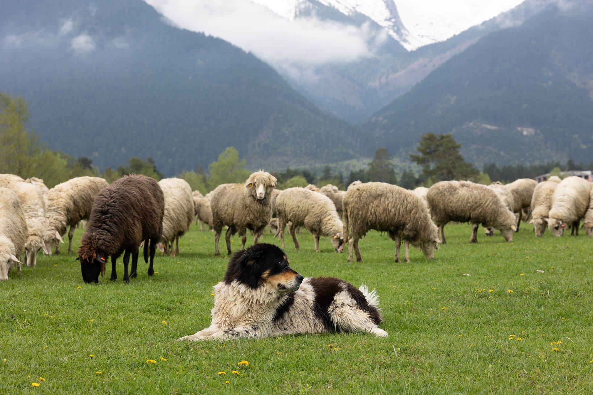 A dog is laying in front of a herd of sheep grazing in a field.